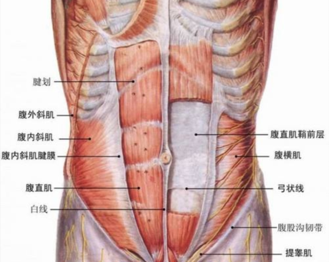 男生的人鱼线很难练吗(马甲线，人鱼线，8块腹肌练不出来？老胡解密4个动作，轻松拥有)