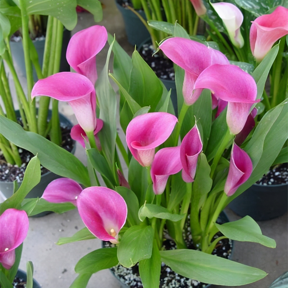 冬天的花有哪些花開(10種冬季開花的花卉好看又好養)