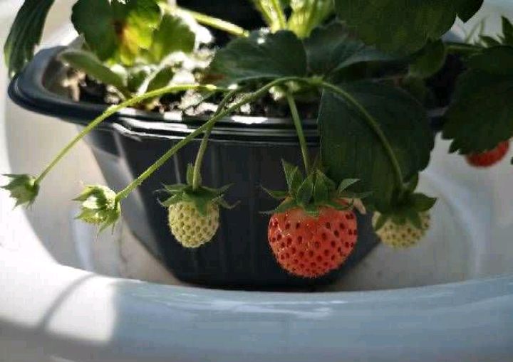 草莓种子的种植方法（分享草莓种植的小妙招）