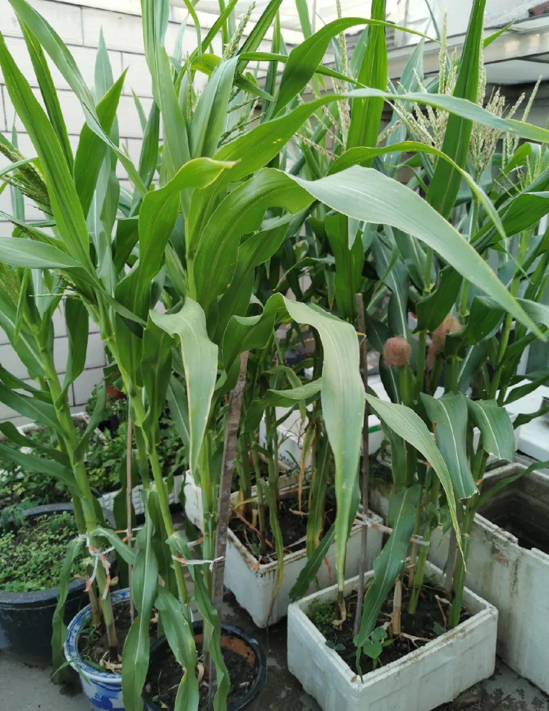 玉米棒子活了玉米棒子发芽了