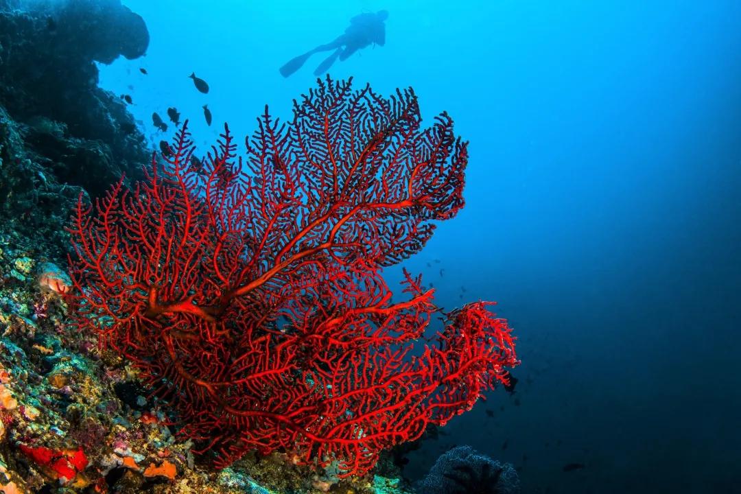 珊瑚是不是生物,珊瑚是不是生物?为什么?