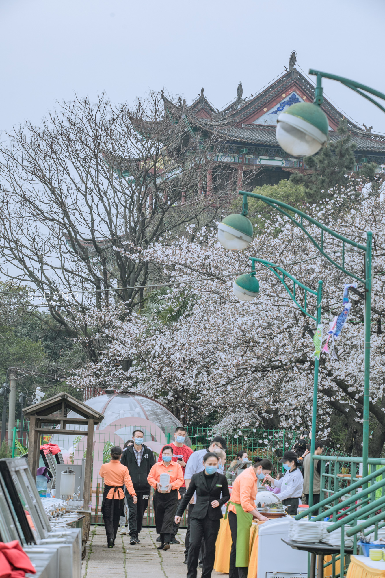 樱花配古建，晴川阁比黄鹤楼更唯美！武汉樱花之旅千万别错过这里