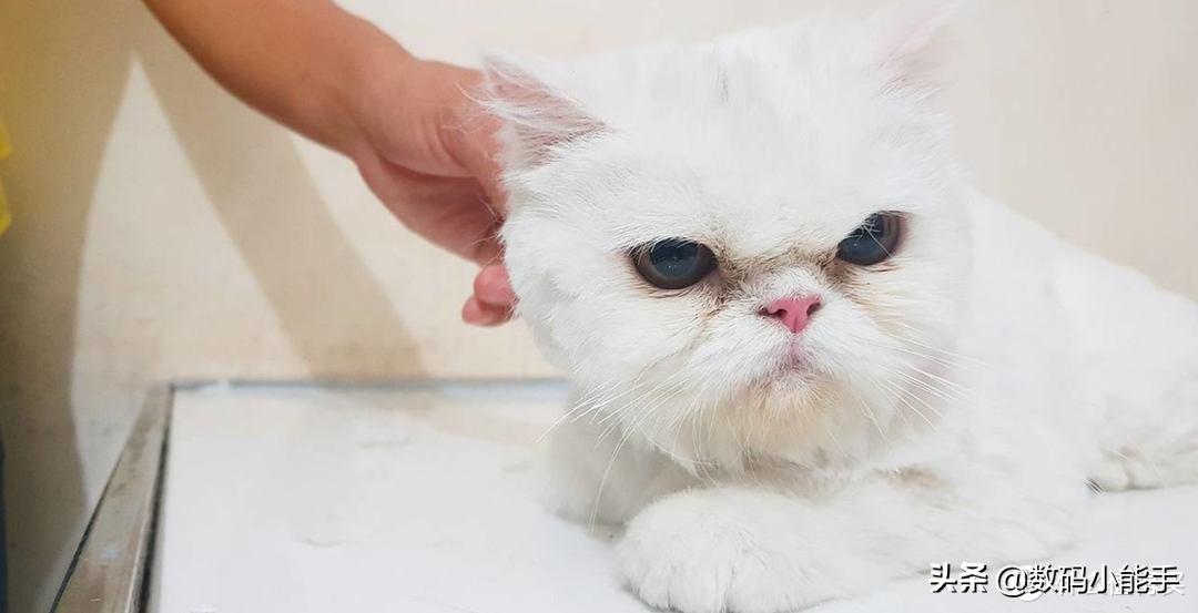 铲屎官，准备领回你的宠物吧！盘点中国十大最受欢迎的猫狗CP