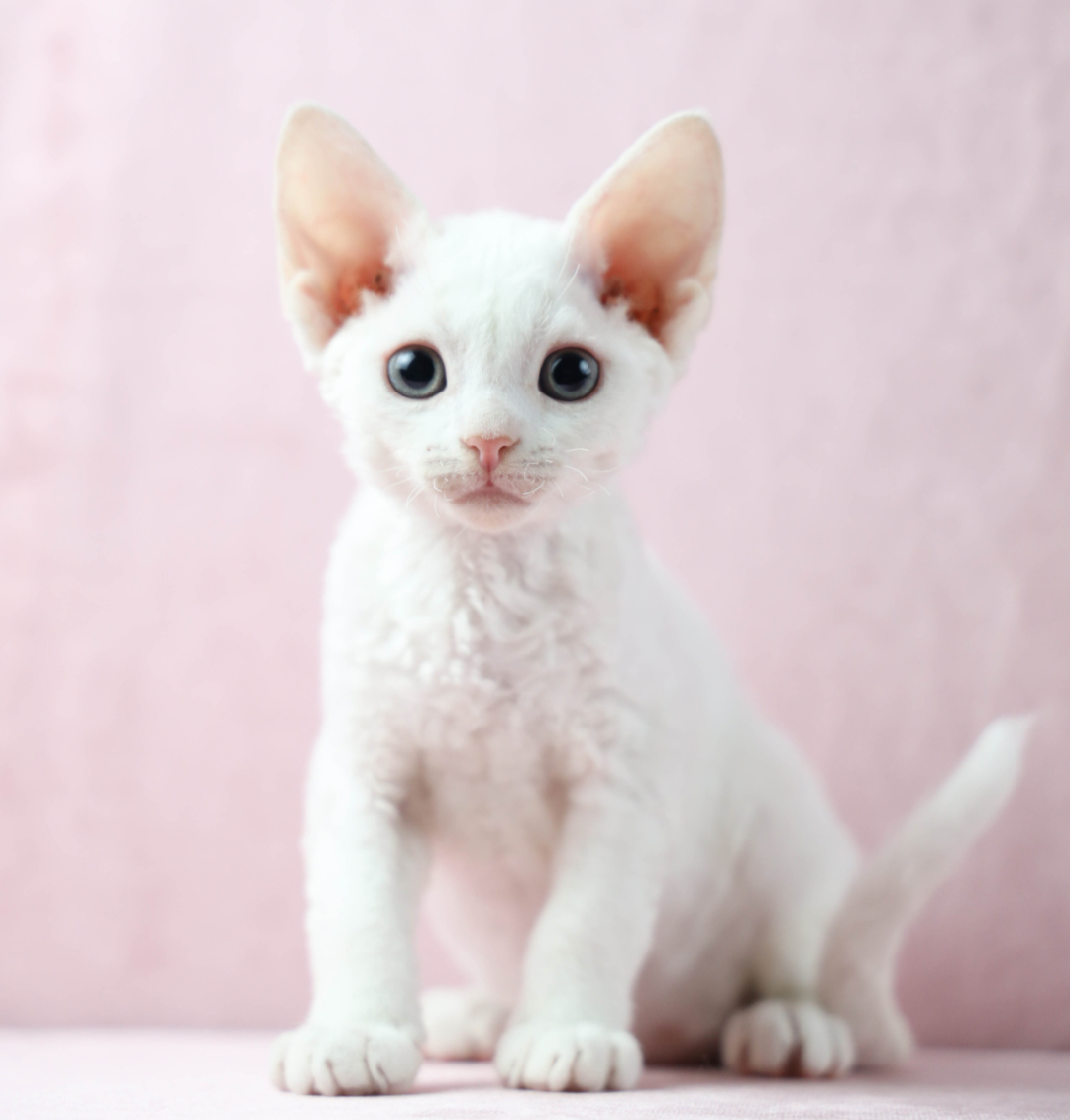 除了无毛猫,这5种猫咪掉毛也非常少