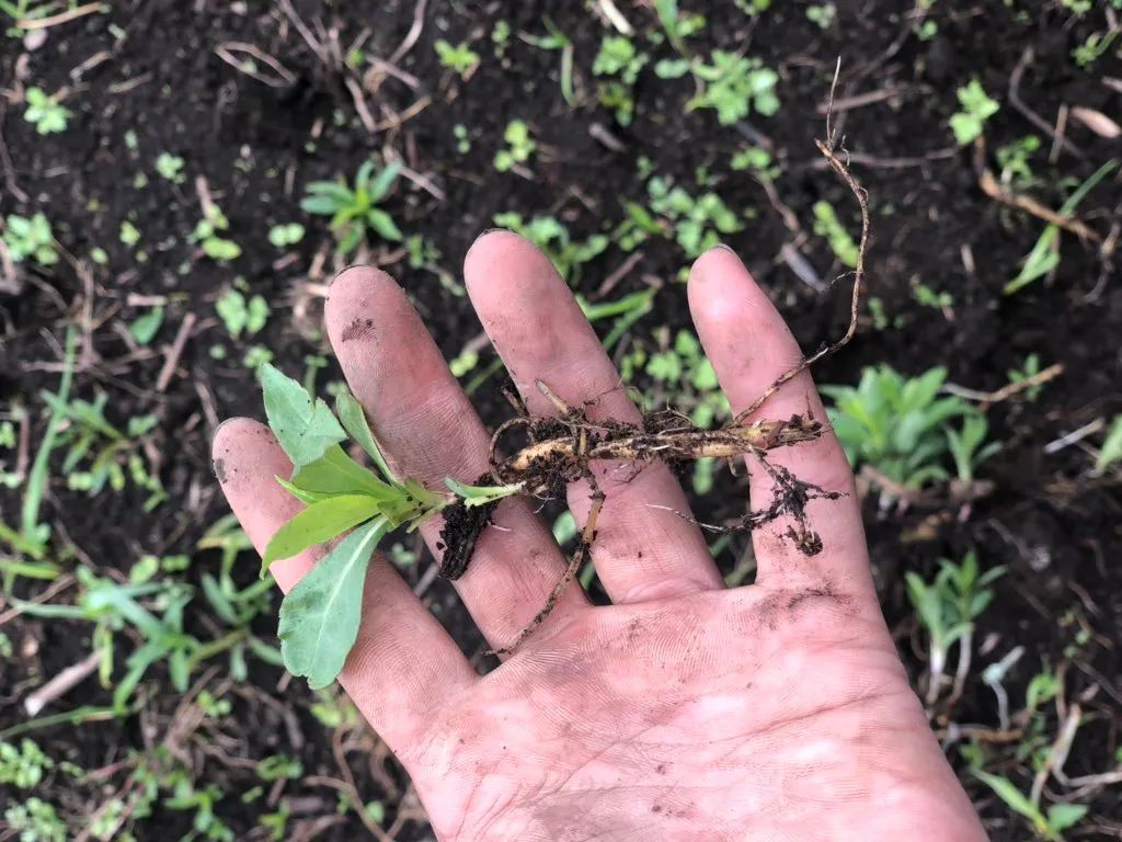 上面是加拿大一枝黄花幼苗的根,特别粗壮加拿大一枝黄花就不一样了,它