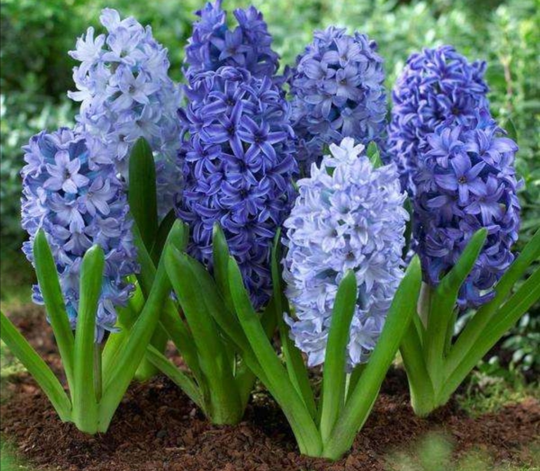 风信子什么时候开花(风信子花语)