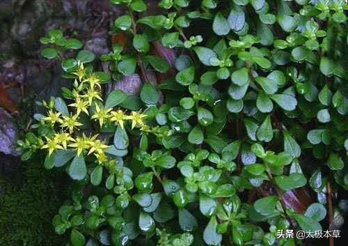 打不死草药图片(石马齿苋) - 赤虎壹号