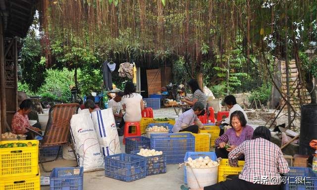 新会陈皮产区排名前十的品牌（新会陈皮各产区详细介绍）