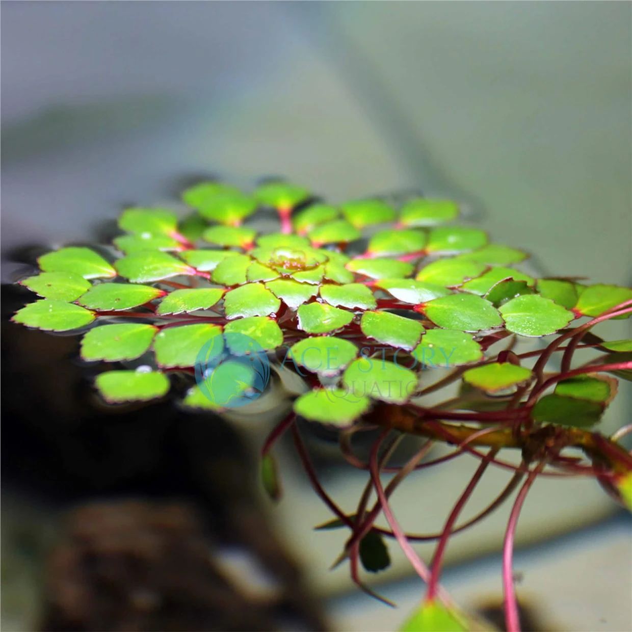 福州水生植物图片