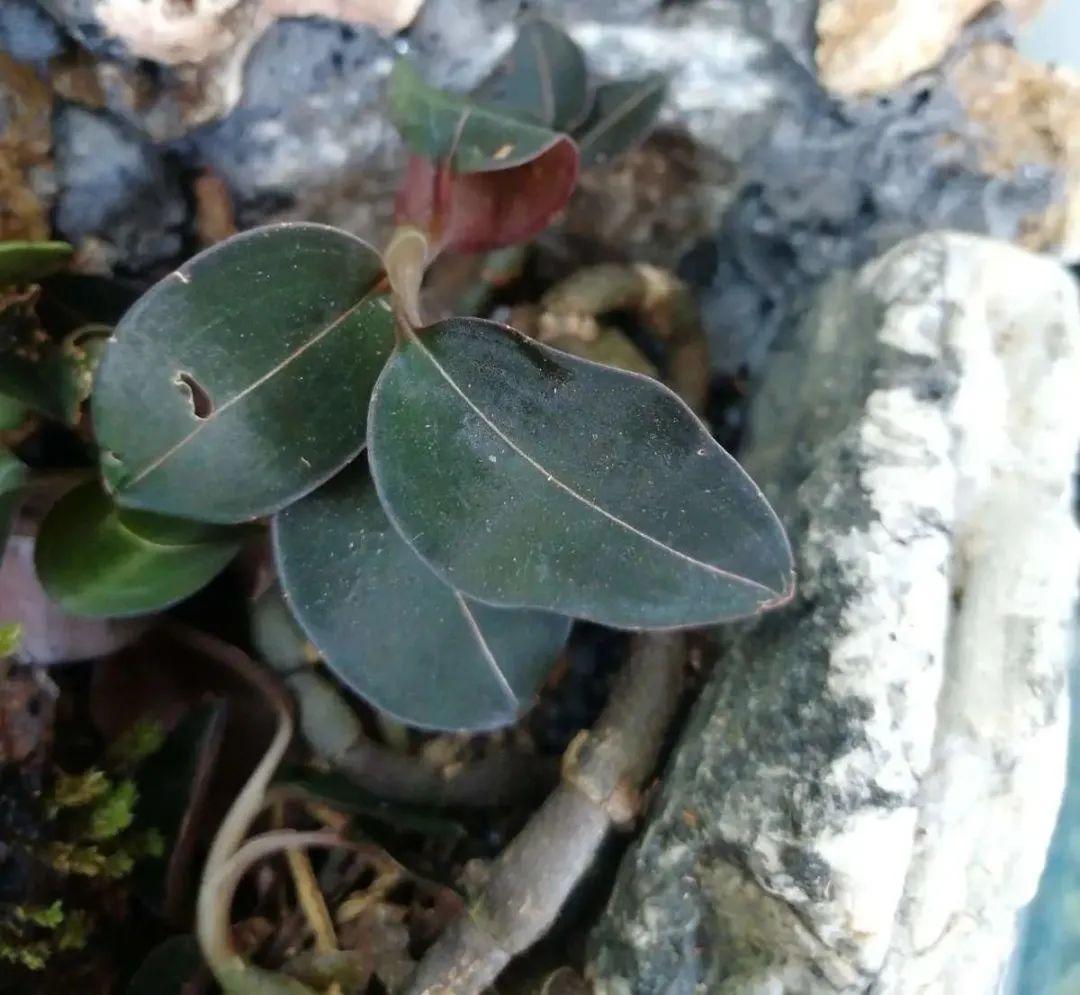 目前,随着科学技术的提高,金线兰人工培育的技术,日益成熟,咱们可以在