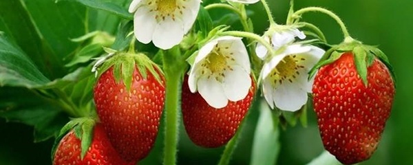 草莓苗怎(zen)么种植方法（草莓苗怎么种植方法 在家养）