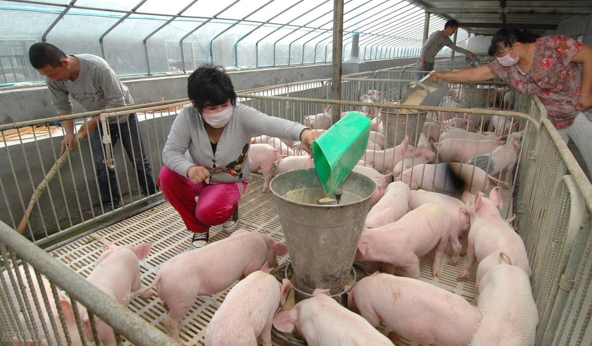 山东省生猪价格涨跌表｜2021年7月1日
