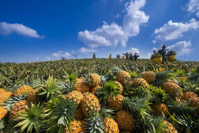 徐闻菠萝产销对接会火热进行！现场签约采购1.84亿斤