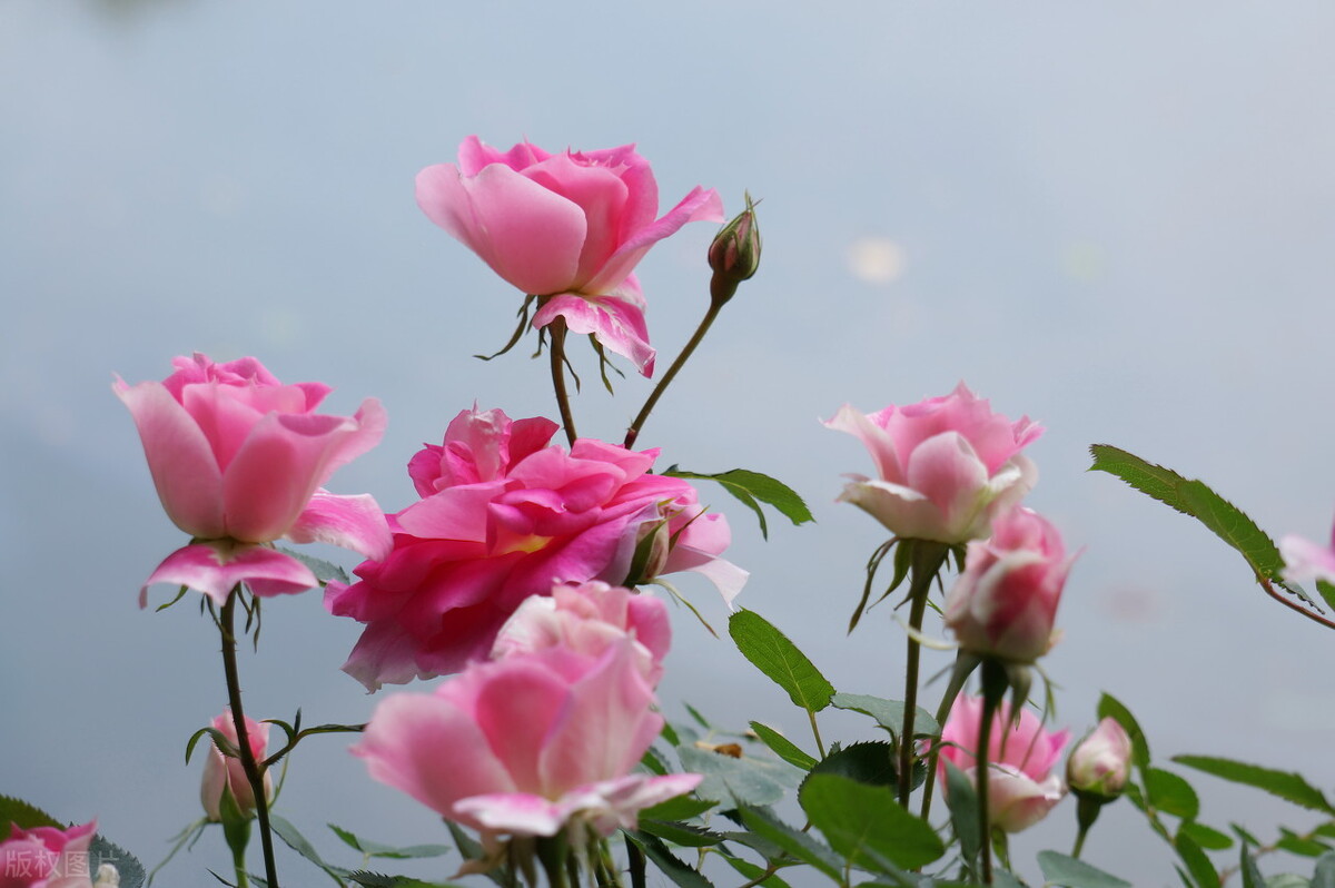 秋冬季节常见的10种反季节花,遇见了掉头就走,别交“智商税”