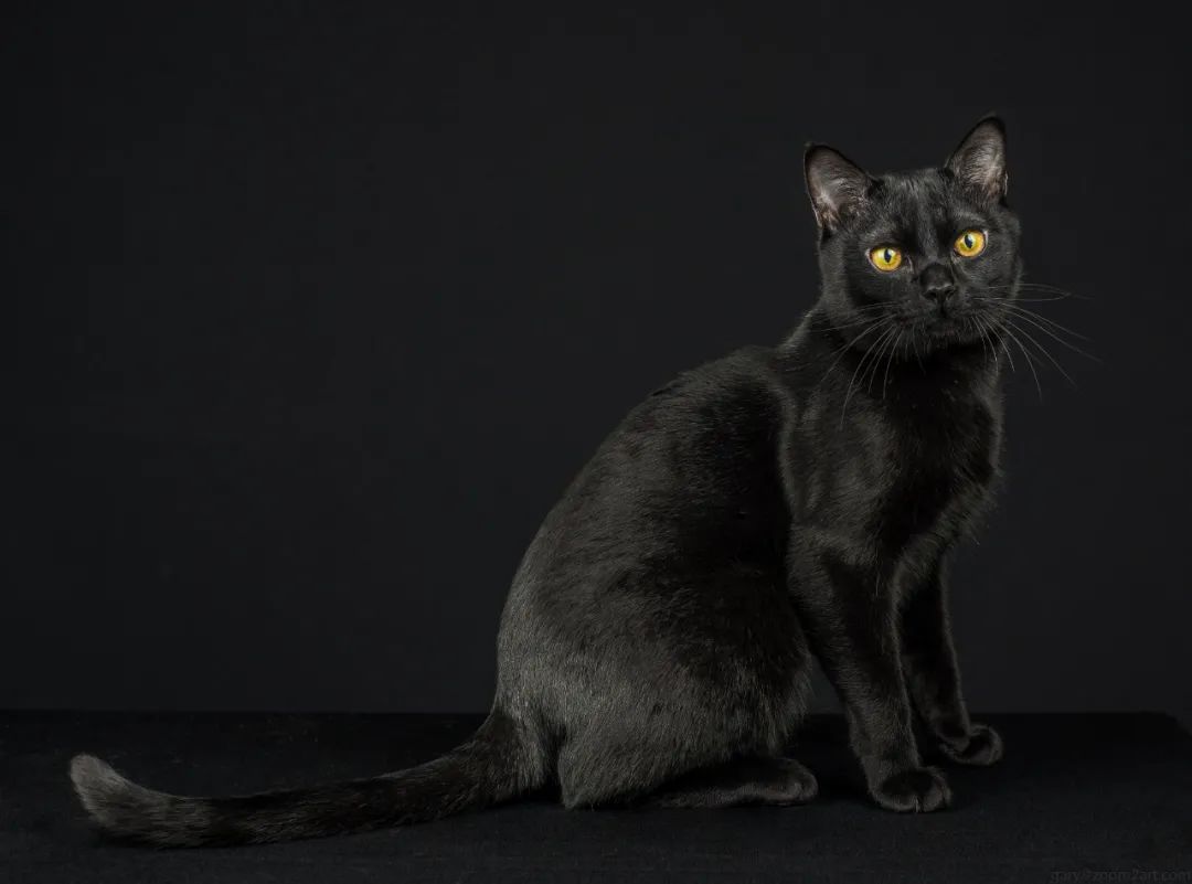 世界上最乖巧的10种猫咪，据说无人能抵挡住它们的温柔