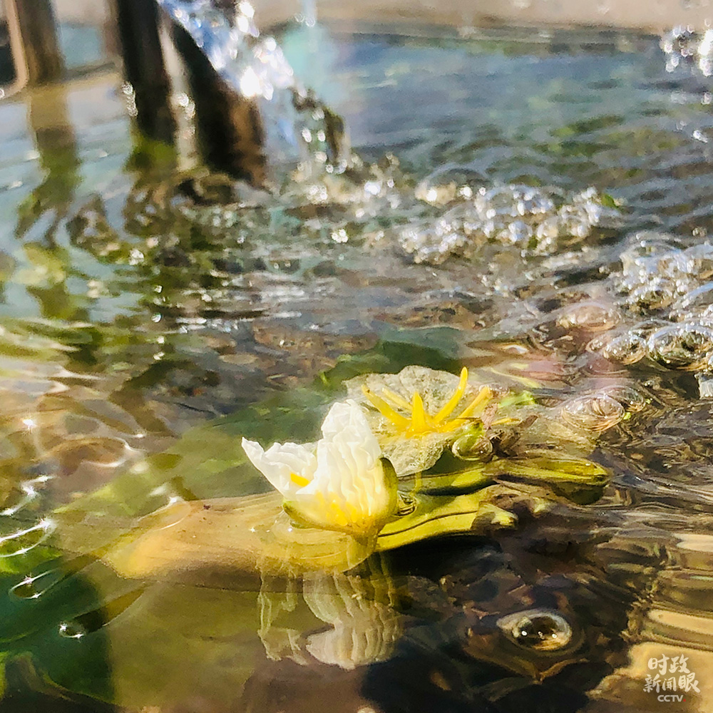 时政新闻眼丨习近平在昆明考察，他关心着这些大事