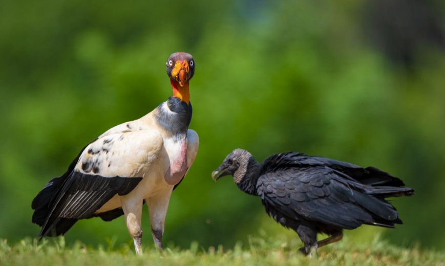 颜值地板砖——王鹫,和长相奇特的几维鸟,谁是"最丑"的?