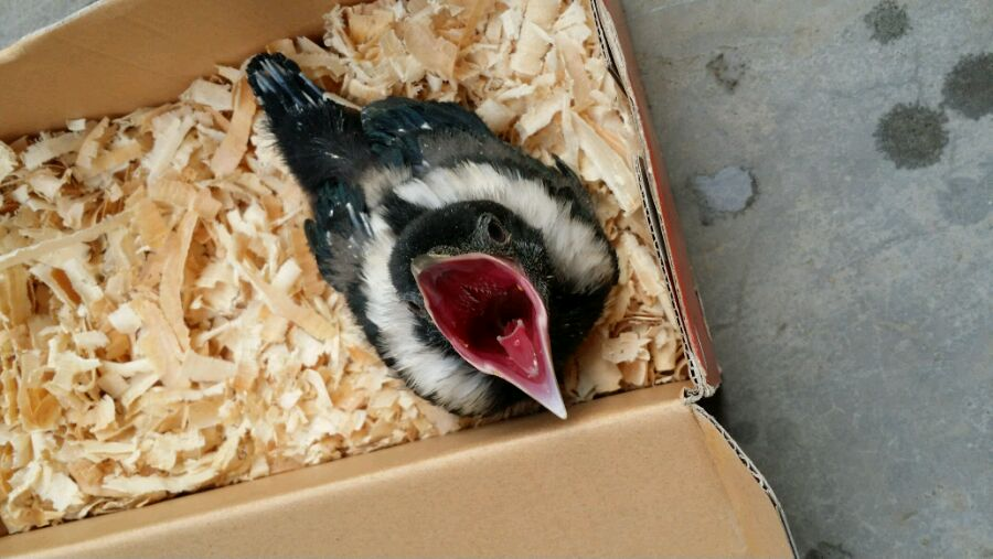 八哥吃什么食物(雏鸟八哥的喂养方法介绍)