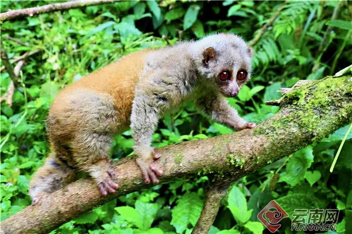 三个月后通体变色,这种小猴子就在云南