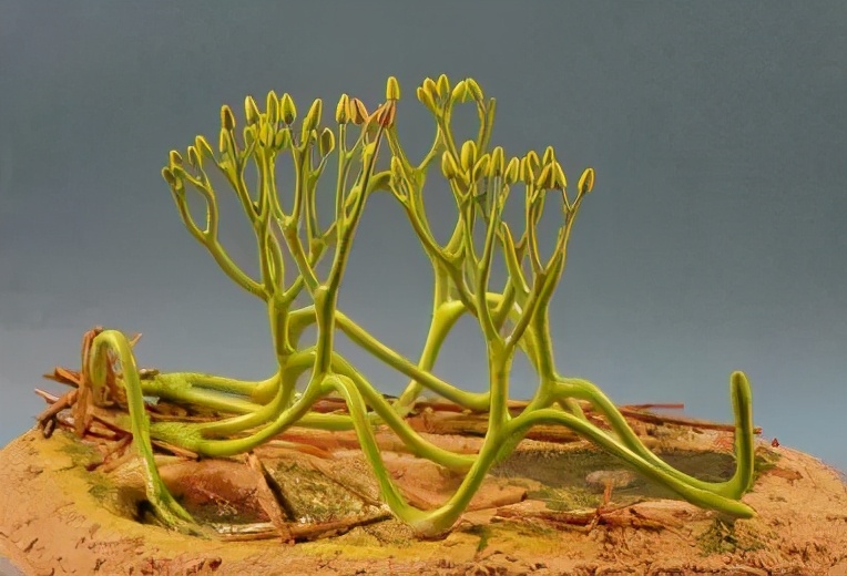 水桫椤根的功效与作用(桫椤:掐我叶子炒菜之前,能念对我的名字吗?)