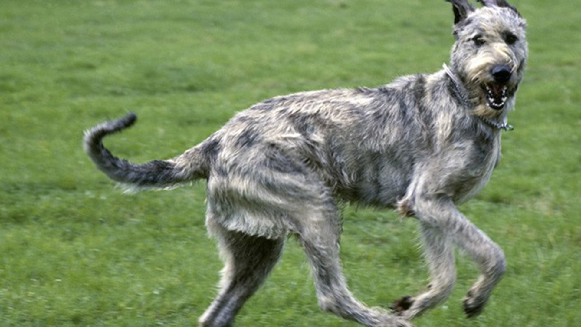盘点世界上最强大的10种狗：哈士奇入选，藏獒竟能秒杀东北虎？