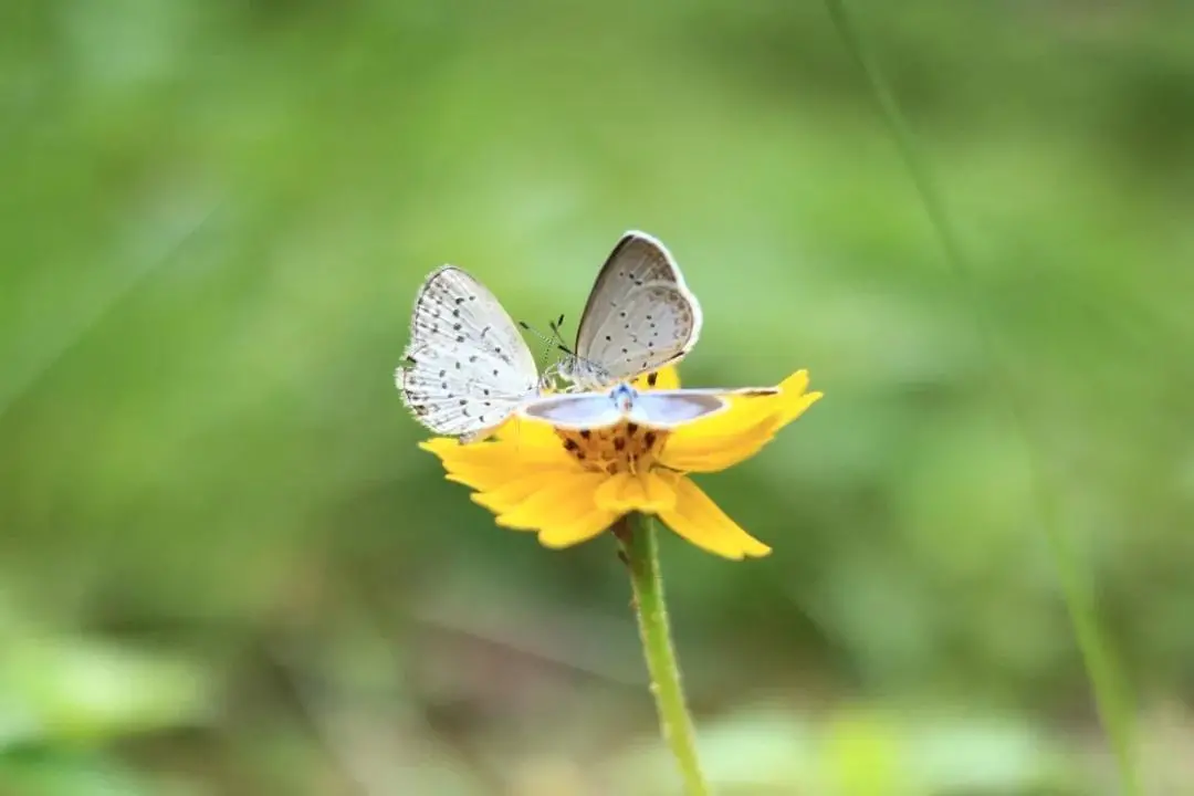 咨询电话！咨询群！广东财经大学21年本科招生咨询方式这里全都有