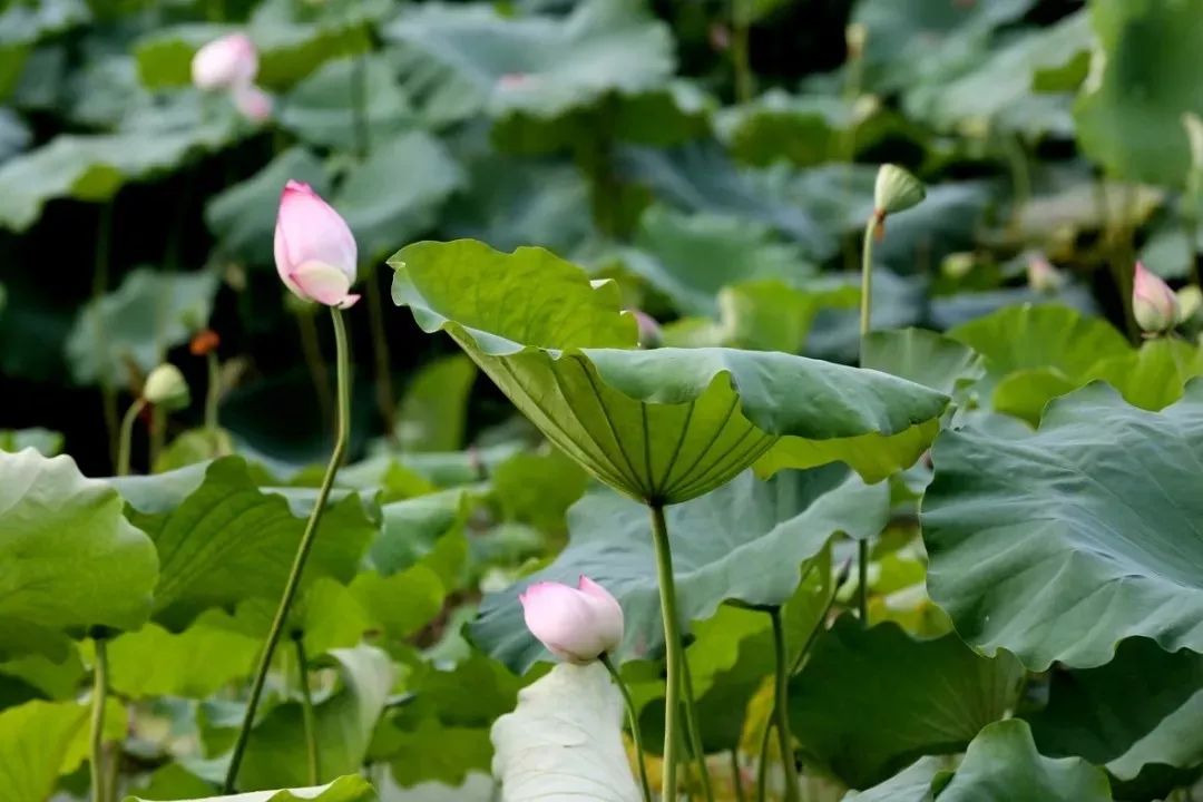 江南的夏天，就吃建德里叶白莲！第十一届建德·里叶荷花节来啦