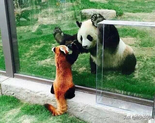 方便面上画得不是小浣熊？难怪一多半人分不清这些萌物