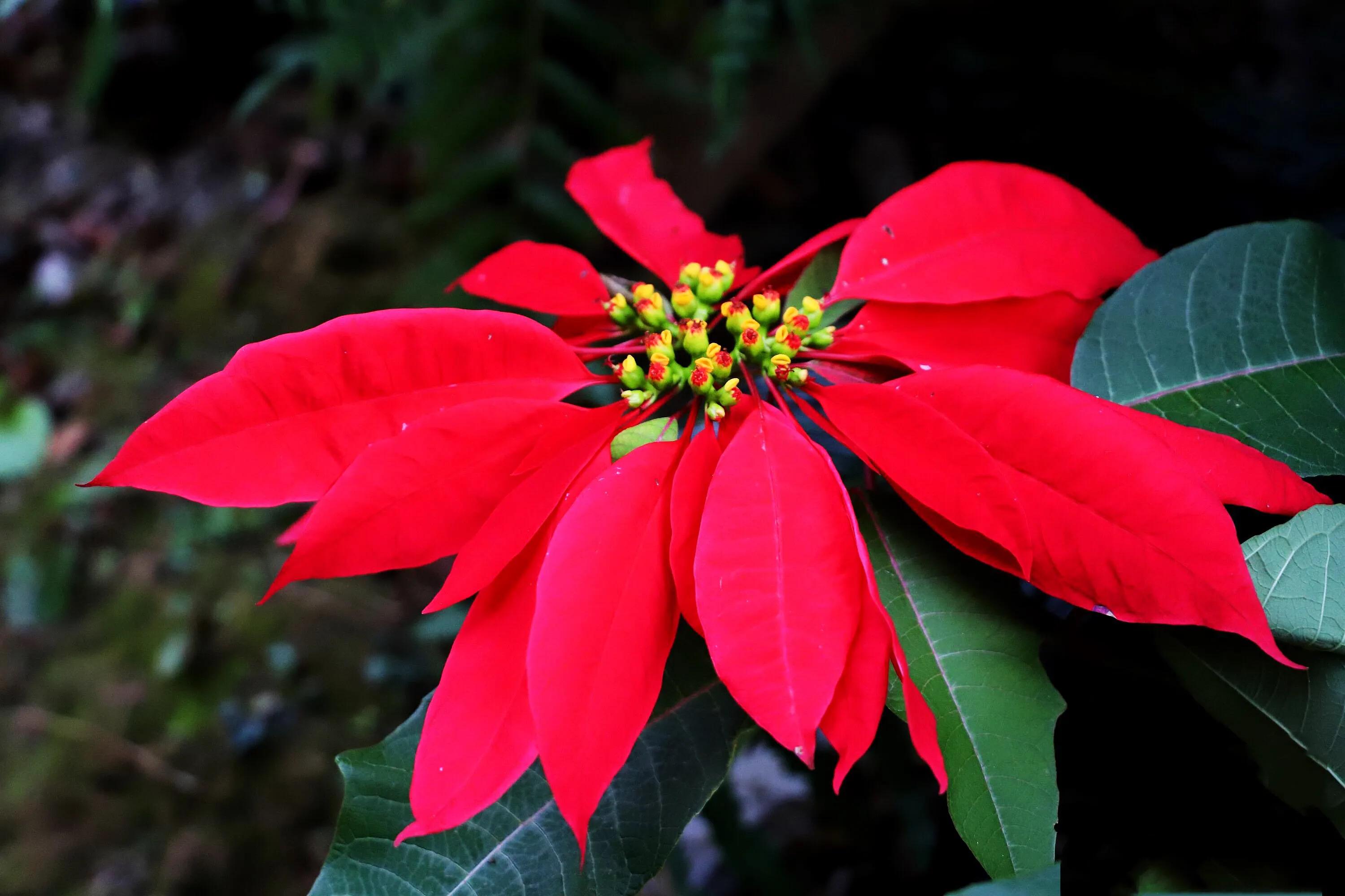 一品红～花大色艳,品种繁多,是传统的节日花卉