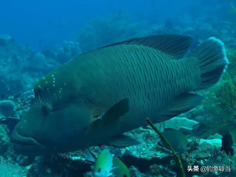 苏眉鱼市场价格多少钱一斤，保护动物苏眉鱼介绍