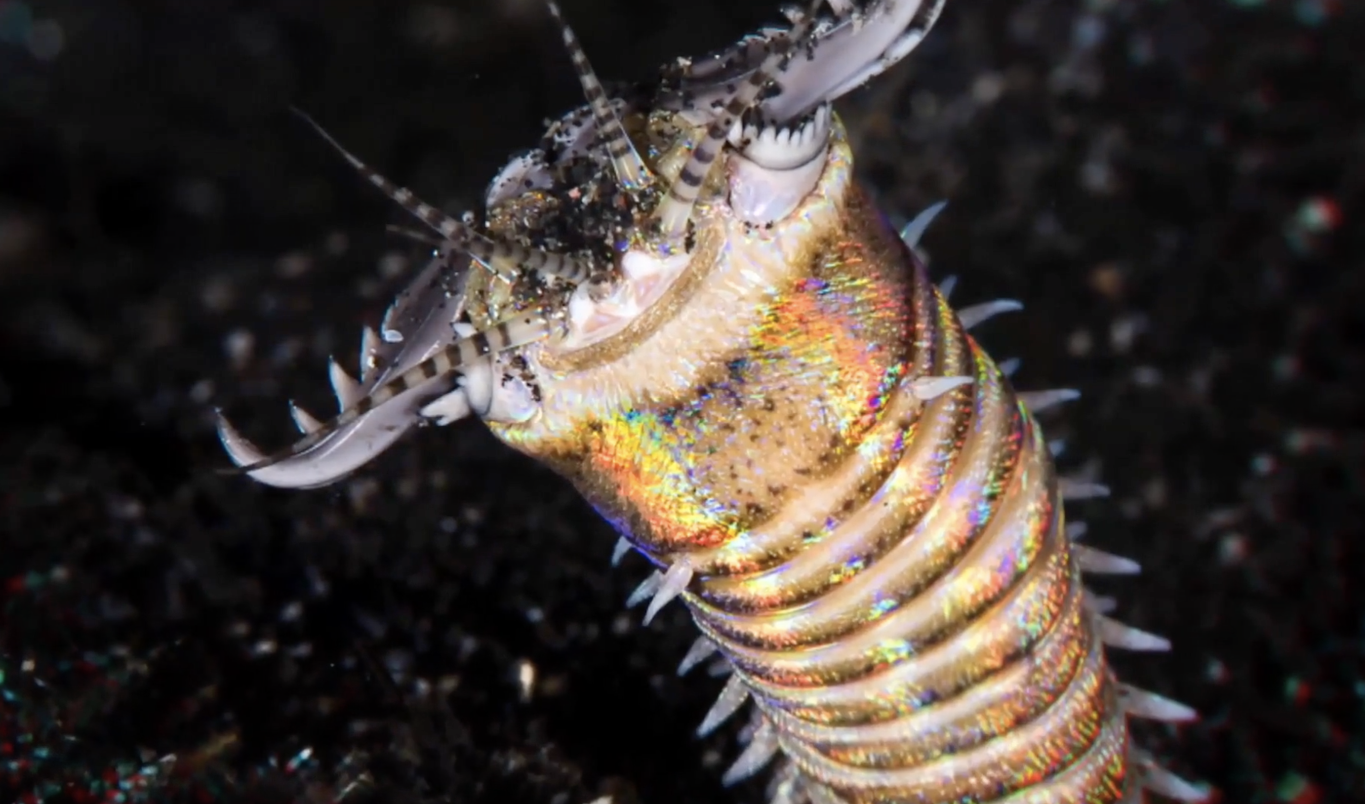 十大海怪(十大海怪的视频)-第6张图片-华展网