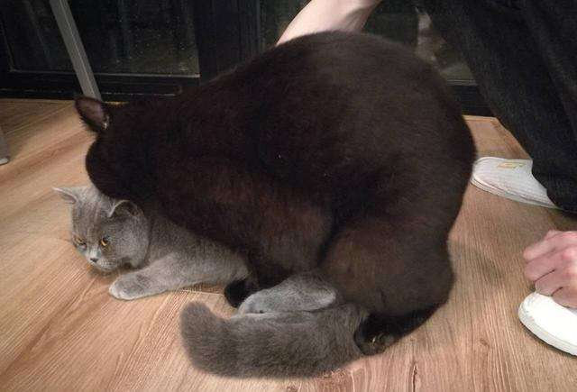 怎么给猫咪配种？猫咪配种怎么才算成功？