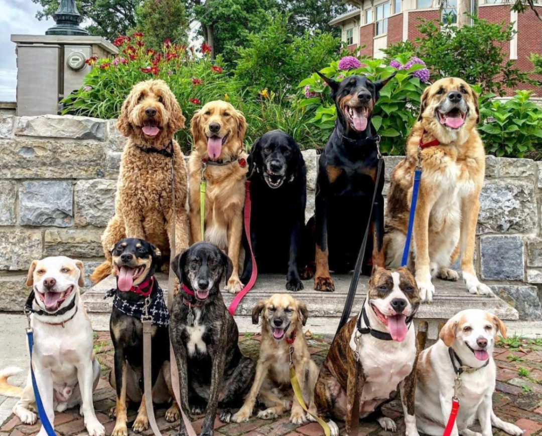 狗狗取名讲究多,请不要"触碰"这些禁忌