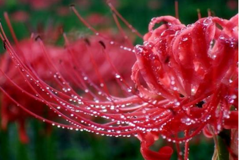 彼岸花寓意(彼岸花的故事，颜色绚丽无比，花语充满彷徨跟追忆)