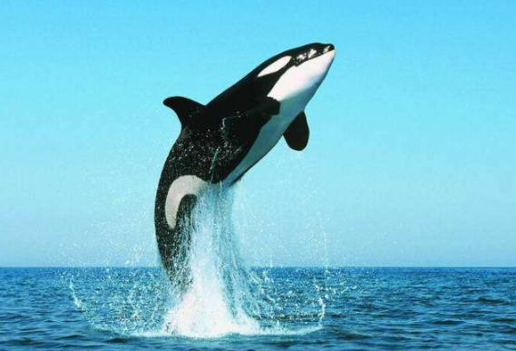 孩子最好的读物,三分钟了解小虎鲸