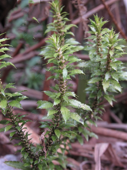 洛克王国锯齿孢子 抗锯齿开还是不开好-佳迪双