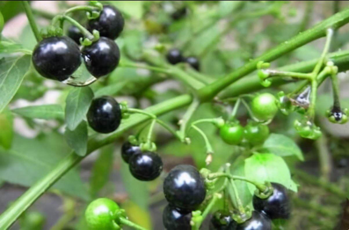 农村有种野生植物,叫"野葡萄",你不一定知道它的"好"处
