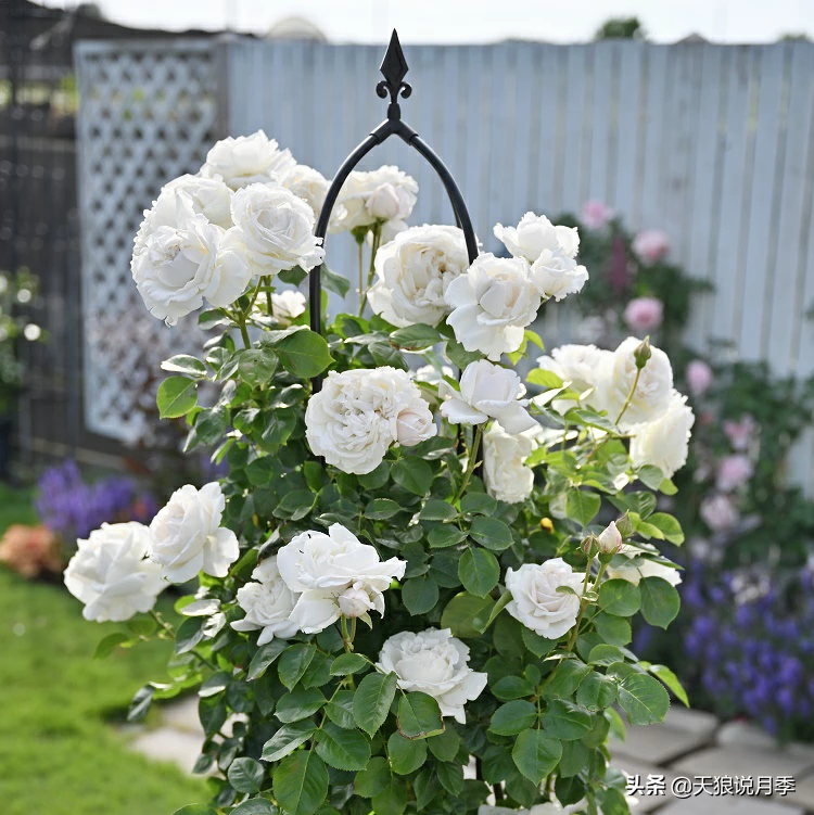 2020世界新品月季大赏，一起来看看都有哪些值得期待的新品种