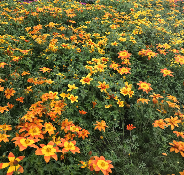 东京奥运会颁奖花束是真花吗(7种花真假难辨，开花特精致，像是艺术品)