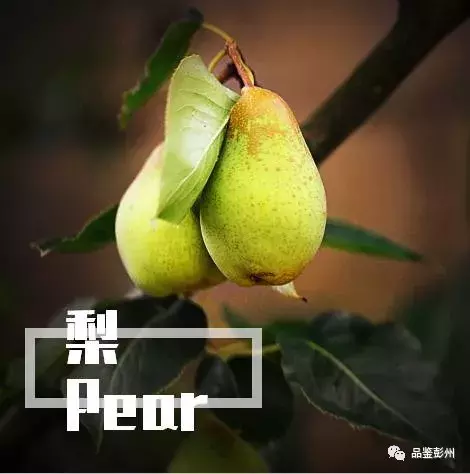七月贡李甜，邀你赴约乐活葛仙山·第三届果园采摘之旅