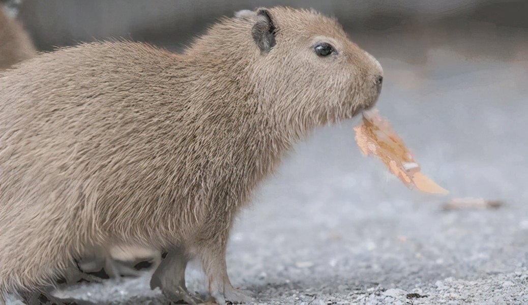 水豚——世界上最大的"老鼠",其独特的外形,深受人类喜爱