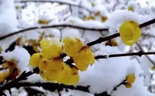 广州市市花是什么（全国56个城市的市花介绍）