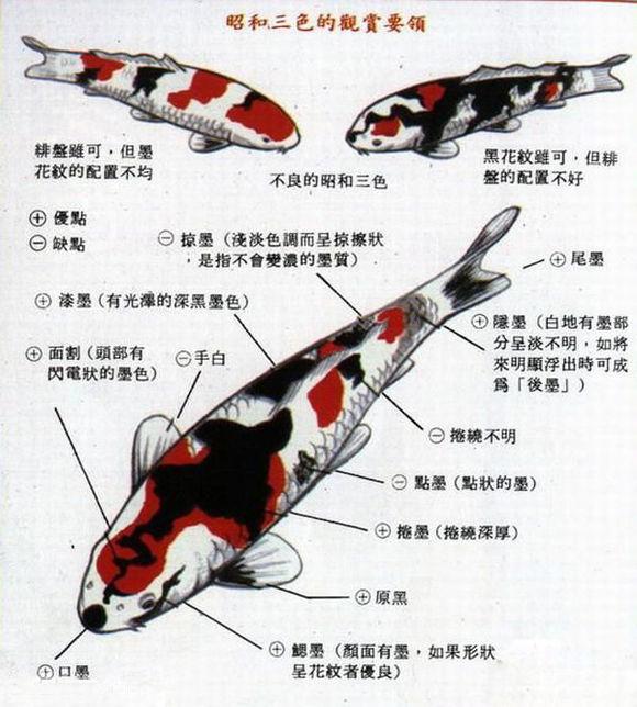 锦鲤品种图片大全（锦鲤品种图片大全图 图解）-第10张图片-科灵网