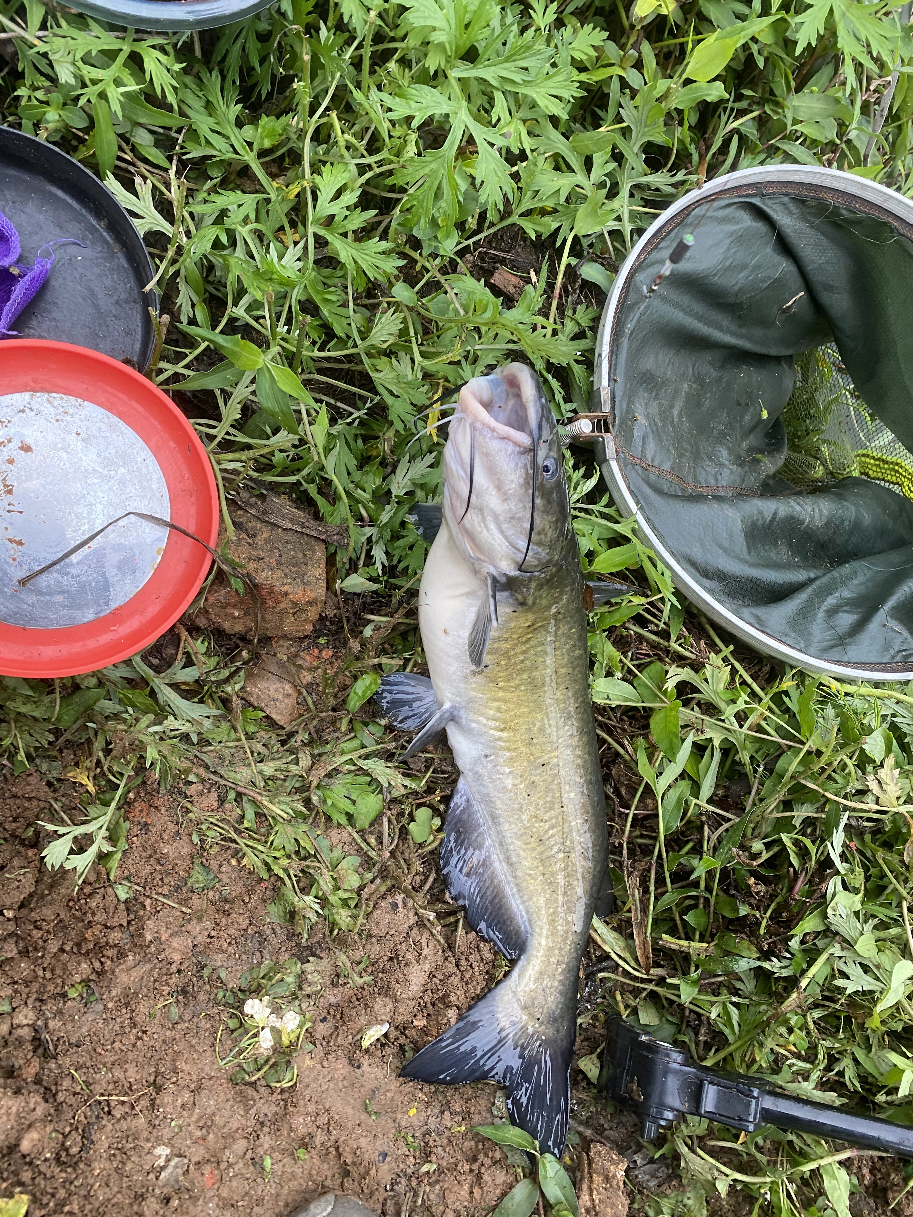 大眼魚圖片(廣東釣友釣了幾條魚不敢吃) - 赤虎壹號