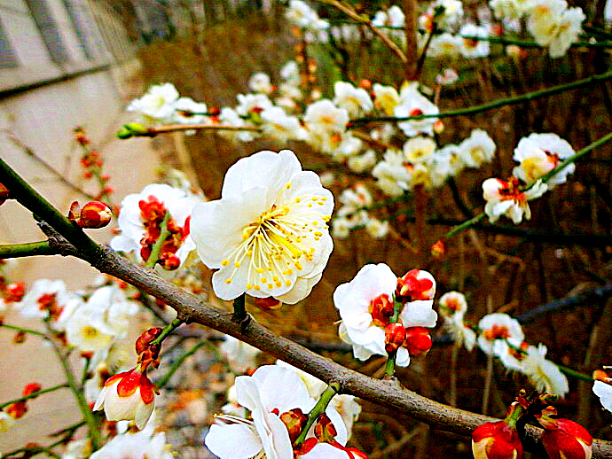 玉蝶梅花的特点（关于玉蝶梅花的图片解析）