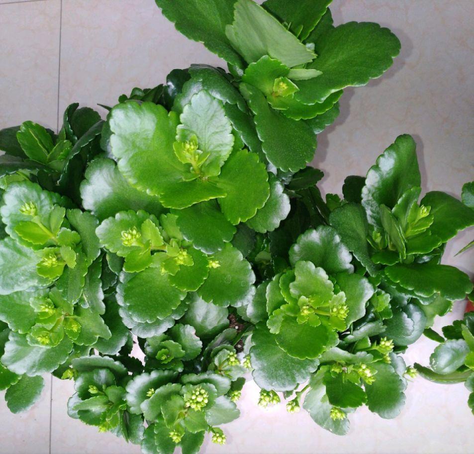 长chang寿花的养殖方法和注意事项（长chang寿花的养殖方法和he注意事项玫瑰花的品种）-第15张zhang图片-大连信息xi网