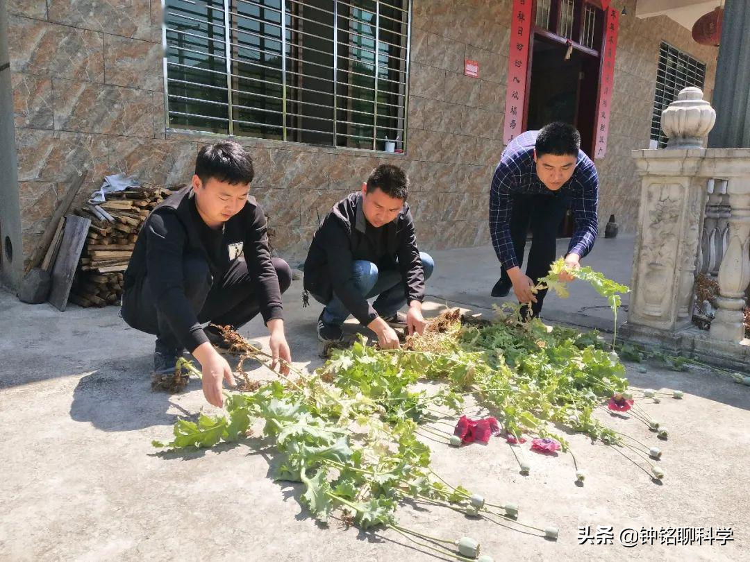 误食添加罂粟壳的食物会上瘾吗？3人吃羊肉米线后被验出吸毒