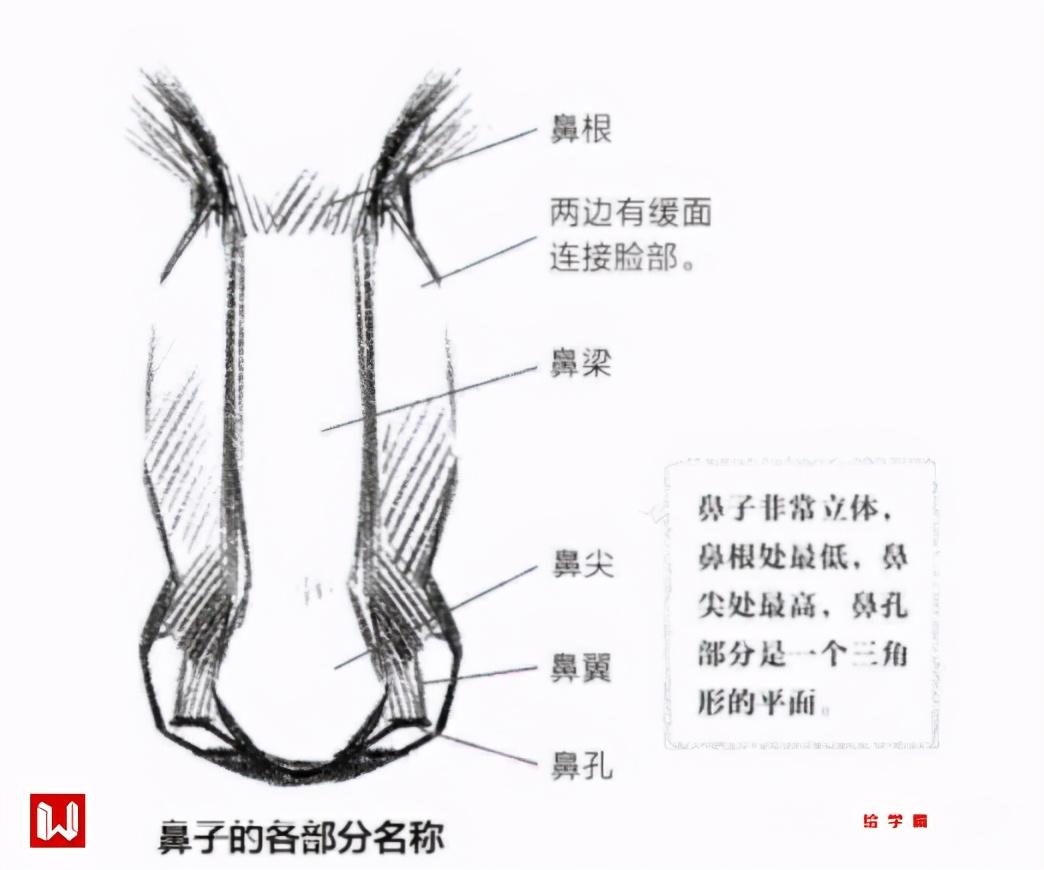 漫画鼻子怎么画简单又漂亮？鼻子动漫画法