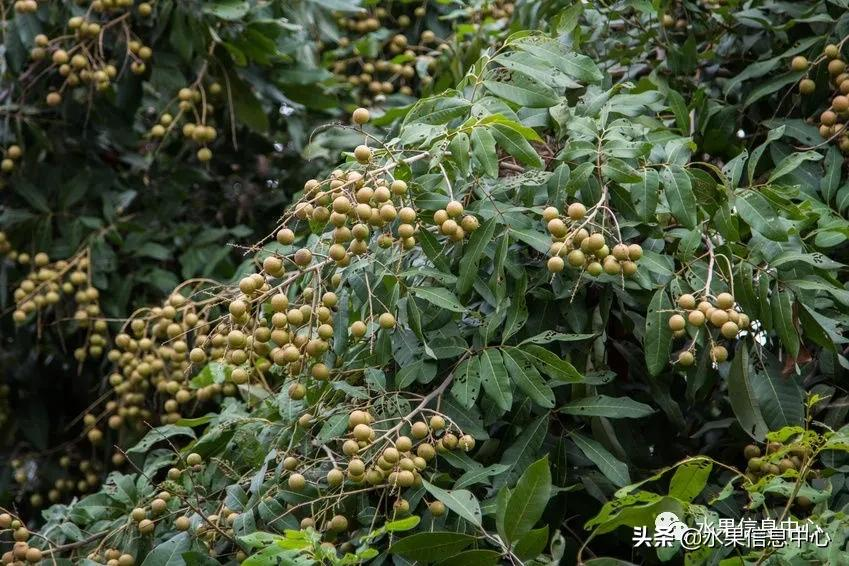 桂圆的产地哪里最好，正宗桂圆产地排行榜介绍