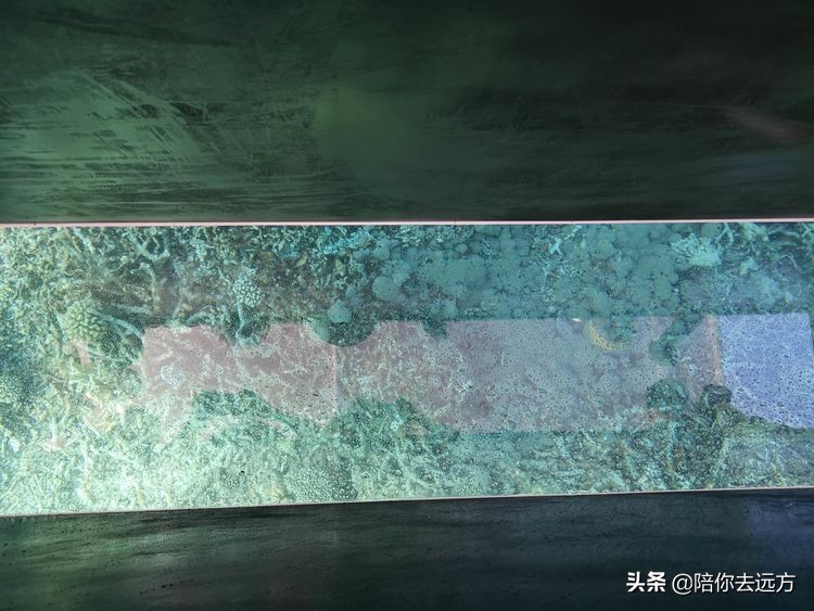 西沙~南海中的一片莲